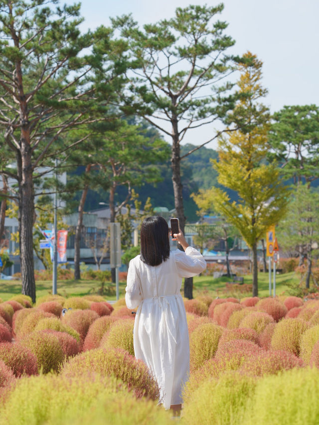 (실시간) 청주에서 한시간정도! 동글동글 귀여운 댑싸리밭❤️