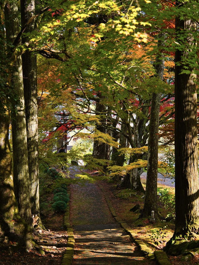 【ここ行って】本当は教えたくない🙅カメラ好きは一度は行きたい紅葉🍁
