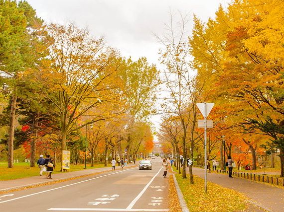 每年十月底必去北海道大學看銀杏隧道💞