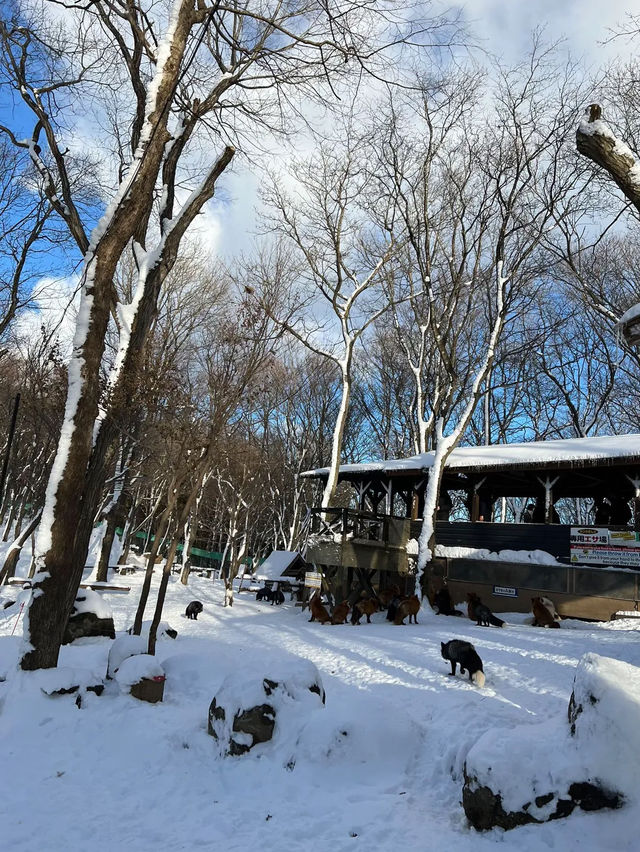 🦊 Zao Fox Village 🦊