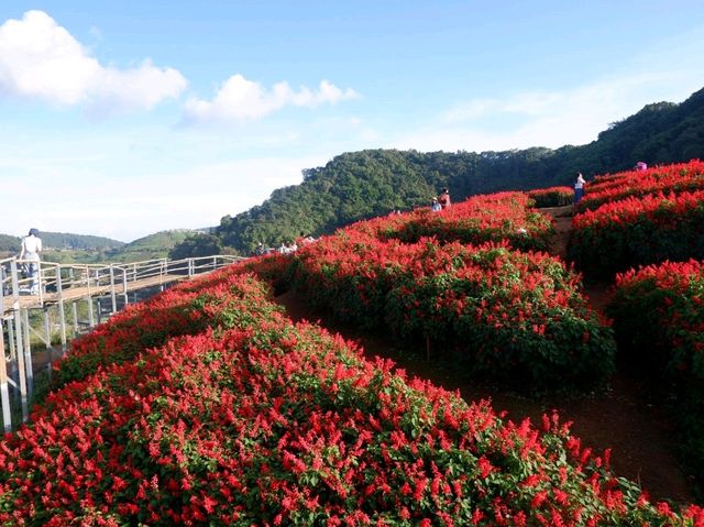 Yingyong flower garden