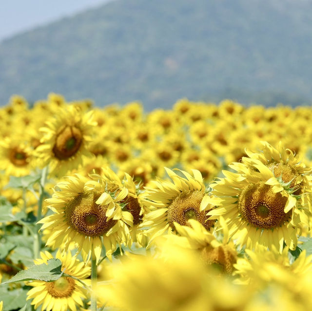 ทุ่งทานตะวันไร่วิชาญ