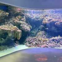 X-park Aquarium Taiwan 🪼🐟