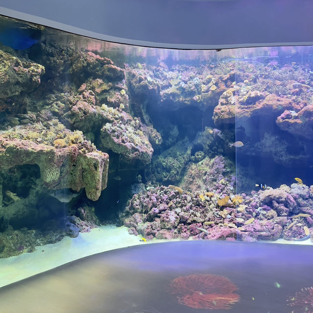 X-park Aquarium Taiwan 🪼🐟