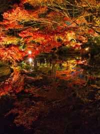 【ここ行って】市内の池に反射する紅葉ライトアップを見るならここ‼️混雑回避術紹介💡