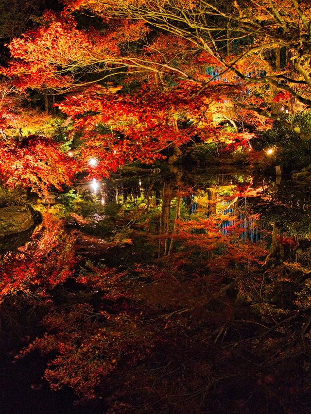 【ここ行って】市内の池に反射する紅葉ライトアップを見るならここ‼️混雑回避術紹介💡