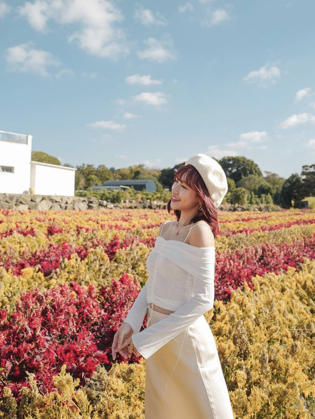 濟州島🇰🇷秋季限定雞冠花❤️