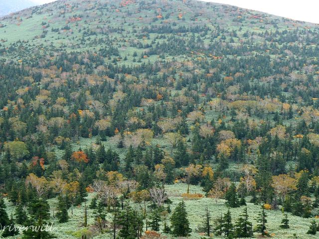 【岩手県】陸奥の紅葉絨毯の山！三ツ石山
