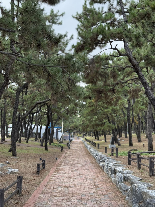 해운대 앞 작은 소나무 숲 송림공원