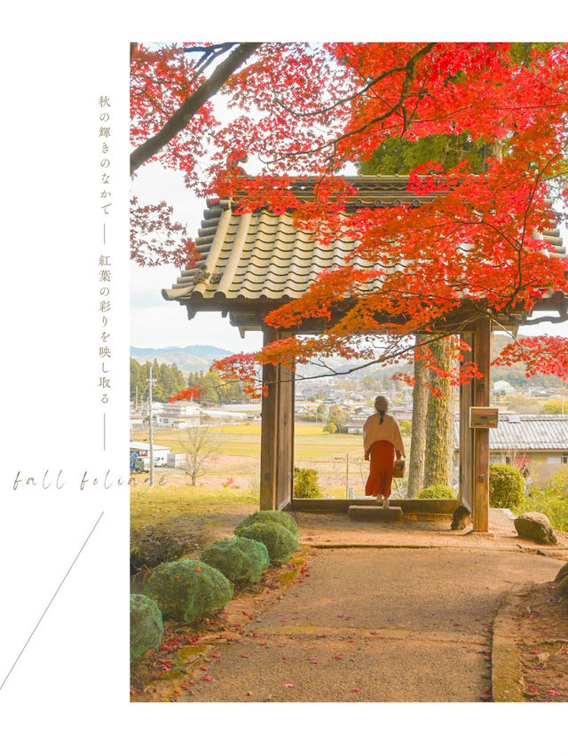 【京都】京都、穴場の絶景！紅葉が見事なお寺