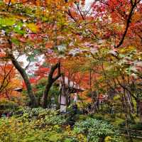 ป่าไผ่ arashiyama