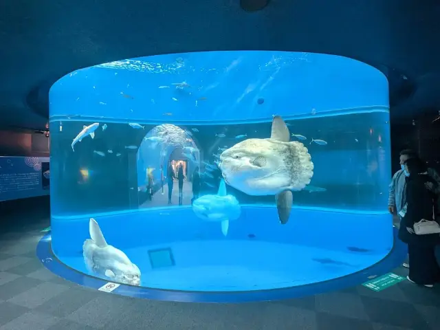 日本【橫濱・八景島海洋樂園】