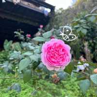 สวนคุณปู่ Life Museum: คาเฟ่กลางหุบเขา สุดร่มรื่น🍃