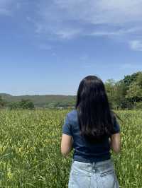 당진여행 푸르른 청보리밭 감성카페🌱 “카페 피어라”