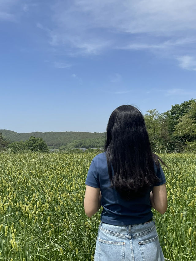 당진여행 푸르른 청보리밭 감성카페🌱 “카페 피어라”