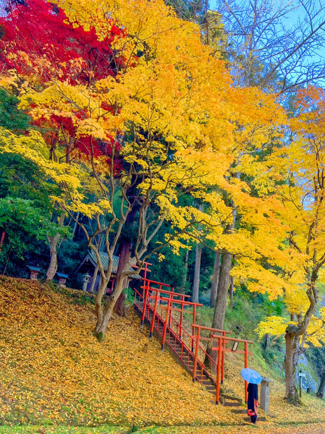 京都💛イチョウの敷紅葉💛導観稲荷神社⛩️
