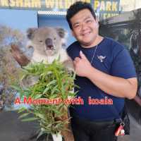 Great experience in Perth with koala 🐨