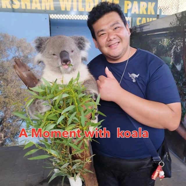 Great experience in Perth with koala 🐨