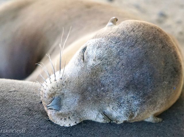 【ガラパゴス諸島】進化論発祥の地！野生動物の宝庫・ガラパゴス諸島