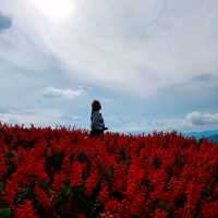 ถ่ายรูปสวย ที่ยิ่งยงสวนดอกไม้ จ.เชียงใหม่