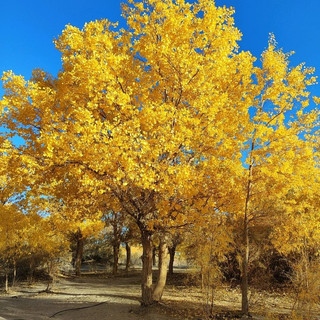 A Breathtaking Man-made Marvel @ Jinta Desert Poplar Forest.