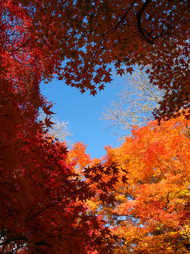 京都楓葉王國！我只服東福寺🍁