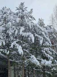 아름다운 설경이 있는 스키장❄☃️