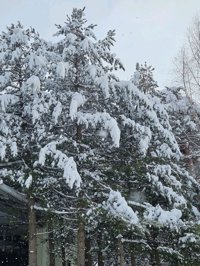 아름다운 설경이 있는 스키장❄☃️