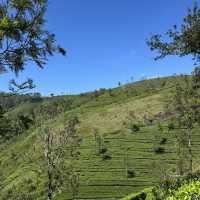 斯里蘭卡🇱🇰 - Lipton發源地
