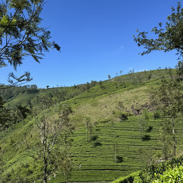 斯里蘭卡🇱🇰 - Lipton發源地
