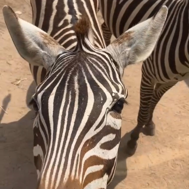 Safari Park Kanchanaburi