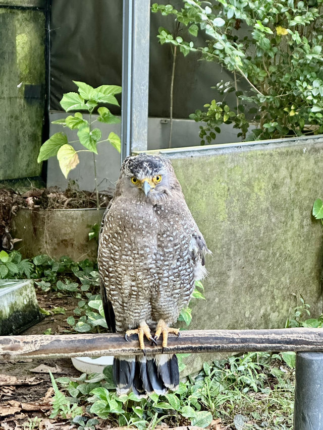 【石垣島】やいま村