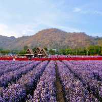 Hokkaido Flower Park Khaoyai 