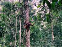 With RM20 a family of 3 can go see Orang Utan