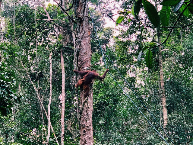 With RM20 a family of 3 can go see Orang Utan
