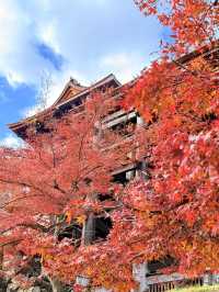 京都｜秋楓春櫻冬雪 京都必訪清水寺