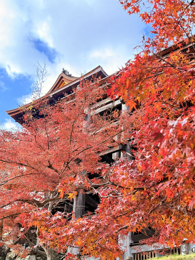 京都｜秋楓春櫻冬雪 京都必訪清水寺