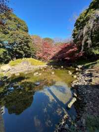 飯田橋「小石川後樂園」賞楓