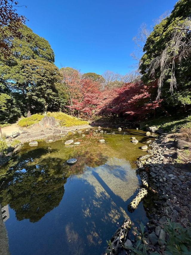 飯田橋「小石川後樂園」賞楓