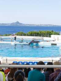 【沖縄県/本部町】一度は行きたいジンベイザメの見える水族館