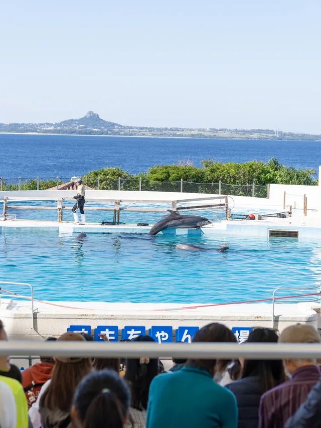 【沖縄県/本部町】一度は行きたいジンベイザメの見える水族館