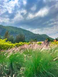 สวนดอกไม้เมืองกาญ สไตล์เกาหลี 🇰🇷