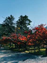 燃えるような紅葉🍁南禅寺で極上の秋を！
