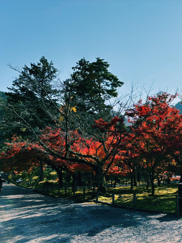 燃えるような紅葉🍁南禅寺で極上の秋を！