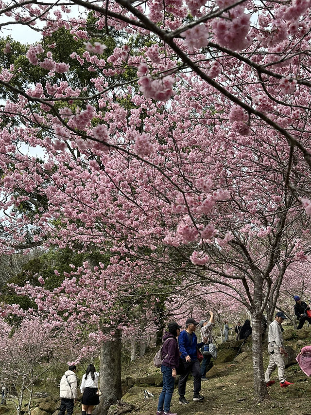 悠然秘境 櫻花林