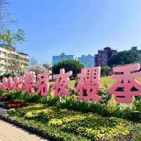 ชมดอกซากุระบานที่สวนเล่อฮวอ(Lohas Park)