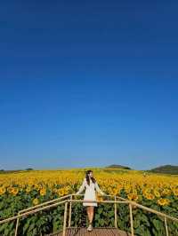 ทุ่งดอกทานตะวัน ไร่มณีศร เขาใหญ่ 🌻