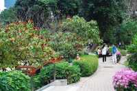 Bouquets of Delight — Spring Bloom in Hong Kong Park