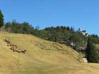 A Slice of Swiss Paradise in Nantou: Qingjing Farm