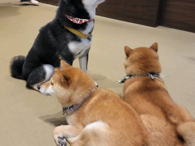 東京上野淺草遊